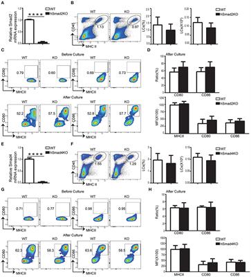 Smad2/4 Signaling Pathway Is Critical for Epidermal Langerhans Cell Repopulation Under Inflammatory Condition but Not Required for Their Homeostasis at Steady State